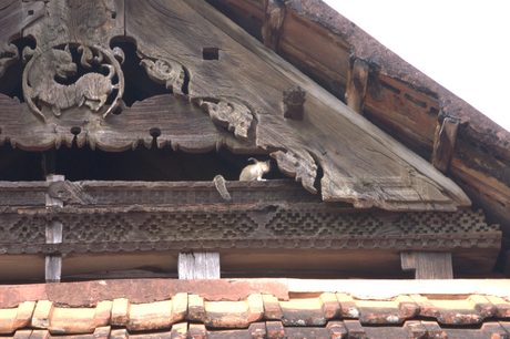Photo 40