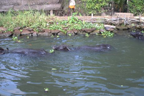 Photo 42