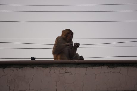 Photo 50