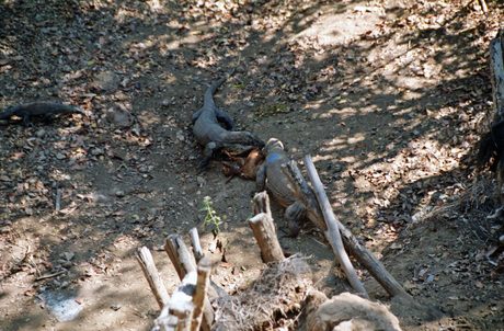 Photo 41