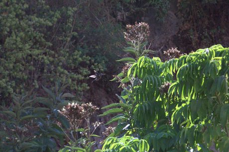 Photo 47