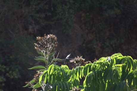Photo 49