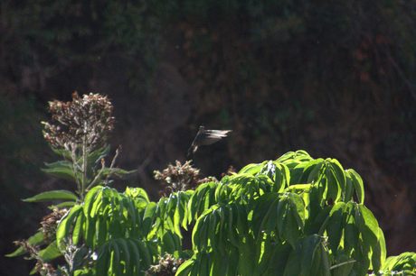 Photo 52